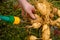 Woman washing up dahlia plant tubers, cleaning and preparing them for winter storage. Autumn gardening jobs.