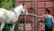 A woman washing white horse outdoors - watering the horse with water from a hose