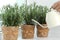 Woman watering aromatic green rosemary at windowsill, closeup