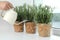 Woman watering aromatic green rosemary at windowsill, closeup