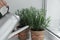 Woman watering aromatic green rosemary at windowsill, closeup