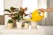 Woman watering beautiful exotic houseplants indoors, closeup