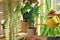 Woman watering beautiful house plants indoors, closeup