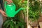 Woman watering beautiful house plants indoors, closeup