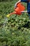 woman watering a carrot bush from a watering can