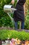 Woman watering flower bed using watering can. Gardening hobby concept. Flower garden.