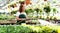 Woman watering flowers in a nursery - Greenhouse with coloured plants for sale