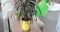 Woman watering fresh potted plants