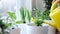 Woman is watering home plants. Pot plant care. Household and leisure. Eco-friendly lifestyle.