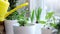 Woman is watering home plants. Pot plant care. Household and leisure. Eco-friendly lifestyle.