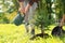 Woman watering newly planted conifer tree in park on sunny day, closeup