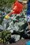 woman watering a pepper bush from a watering can