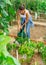 Woman watering peppers seedlings with watering pot in greenhouse