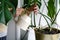 Woman watering potted Monstera houseplant on windowsill in green house. Hobby, plant care concept