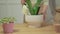 Woman watering snake plant using white watering can