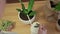 Woman watering snake plant using white watering can