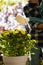 Woman watering yellow flowers in backyard