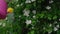 Woman waters jasmine bush with white flowers closeup