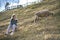 Woman wear gray sweater, enjoy and Playing with a sheep in the farm at Taiwan