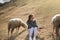 woman wear gray sweater, enjoy and Playing with a sheep in the farm at Taiwan