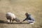 woman wear gray sweater, enjoy and Playing with a sheep in the farm at Taiwan