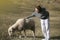 woman wear gray sweater, enjoy and Playing with a sheep in the farm at Taiwan