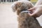 Woman wearing a collar for dog, kill and repel tick and flea