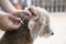 Woman wearing a collar for dog, kill and repel tick and flea