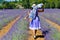 A woman wearing a hat and beautiful lavender dress walking on the path in the lavender fields. Provence, France