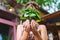 Woman wearing many stylish rings holding green plant