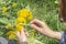 Woman weaves a wreath of dandelions Nature