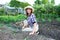 Woman weeding the beds with sprouts zucchini in the garden