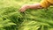 Woman wheat field. Farmer touching barley spikes in cultivated field. Selective focus, slow motion. Closeup of woman