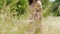 Woman in wheat field slow motion, outdoor in fall, female long hair standing