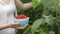 A woman in white clothes harvesting a ripe red raspberry from the bushes in the garden or on the farm