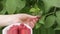 A woman in white clothes harvesting a ripe red raspberry from the bushes in the garden or on the farm