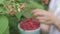 A woman in white clothes harvesting a ripe red raspberry from the bushes in the garden or on the farm