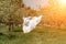 Woman white dress park. A woman in a white dress runs through a blossoming cherry orchard. The long dress flies to the