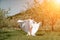 Woman white dress park. A woman in a white dress runs through a blossoming cherry orchard. The long dress flies to the