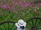 Woman in white enjoying the blooming Cosmos flower field