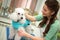 woman and white poodle. Dog gets hair cut at Pet Spa Grooming Salon. Closeup of Dog. groomer concept.the dog has a haircut.