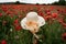 Woman wicker hat in field with red poppy flowers