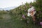 Woman wicker hat in a plantation of cultivated pink rose flowers at the time of harvest