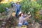 Woman winemaker picking harvest of grapes in vineyard at fields