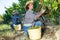 Woman winemaker picking harvest of grapes in vineyard at fields