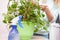 Woman wipes the dust from the green leaves of creeper. Care of indoor plants, gentle cleaning plant leaves. Plant care, closeup