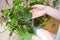 Woman wipes the dust from the green leaves of creeper. Care of indoor plants, gentle cleaning plant leaves. Plant care, closeup