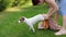 Woman wipes her dog jack russell terrier with a towel after washing on the lawn.