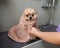 A woman wipes a Pomeranian with a beige towel after washing. Spitz dog in the grooming salon.