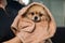 A woman wipes a Pomeranian with a beige towel after washing. Spitz dog in the grooming salon.